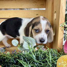 Star - Black white and tan female Beagle puppy in Katy, Texas from Houston’s Howlin’ Hounds