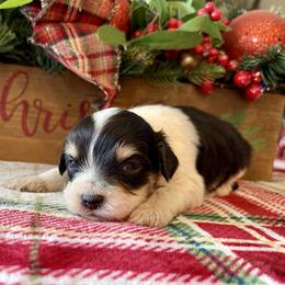 Sasha - Black tri-color female Aussiedoodle puppy in Charleston, Arkansas from Lazy S Aussies