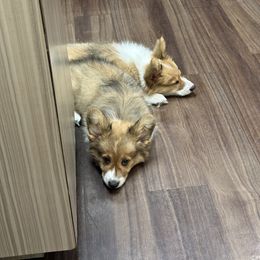 Pembroke Welsh Corgi Puppies from Mk’s Corgis