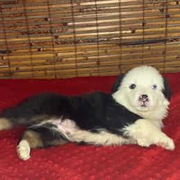 Jagger - Miniature Australian Shepherd puppy in Berryville, Arkansas from 2Lazy2P Mini Aussies