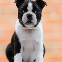 Cherry - Boston Terrier puppy in Catawba, Virginia from Echo Ridge Kennel