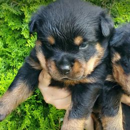 Rottweilers from VON DER SENTINEL