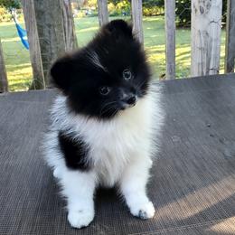Mindy - Black parti female Pomeranian puppy in Forsyth, Illinois from Amazing Grace Pomeranians
