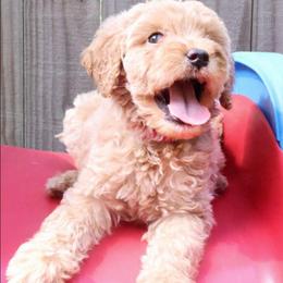 Pink - Cream female Labradoodle puppy in Lexington Park, Maryland from SUNNY SIDE DOODLES