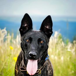 Belgian Malinois, Dutch Shepherd, and German Shepherd All Grown Up from Stay Wild K9