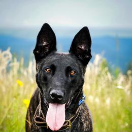 Belgian Malinois, Dutch Shepherd, and German Shepherd All Grown Up from Stay Wild K9