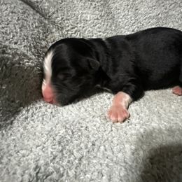 Will - Black tri-color male Australian Shepherd puppy in Saint Maries, Idaho from North Idaho Aussies