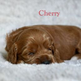 Cherry - Caramel red female Australian Labradoodle puppy in Manchaca, Texas from Heartrock Labradoodles