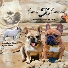 Girl 3 - Blue fawn female French Bulldog puppy in Nashville, Tennessee from Prestigious K9