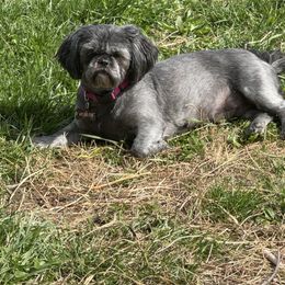 Coco - Shih Tzu