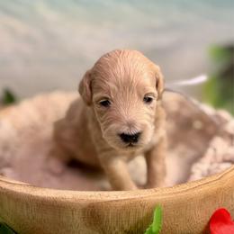 Hermit (grey) - Cream male Goldendoodle puppy in Haltom City, Texas from Ohana Doodles