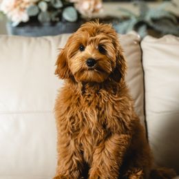 Goldie - Australian Labradoodle