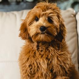 Goldie - Australian Labradoodle