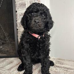 Emberly - Black and white female Aussiedoodle puppy in Monroe, North Carolina from The Klepper Homestead