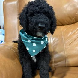 Captain Hook - Black male Goldendoodle puppy in Pittsburg, Texas from Peachy Pine Goldendoodles
