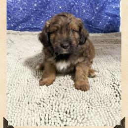 Mini-Aussie Doodle Male 3 - Red male Miniature Australian Shepherd puppy in Pensacola, Florida from TNT MINI AUSSIES