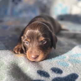 Dachshund Puppies from Spunky Sausage Pups