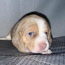 Beagle Puppies from Hound Kings