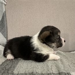 German Shepherd and Pembroke Welsh Corgi Puppies from Top Shepherd Perlez