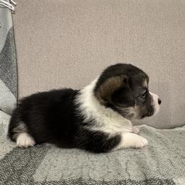 German Shepherd and Pembroke Welsh Corgi Puppies from Top Shepherd Perlez