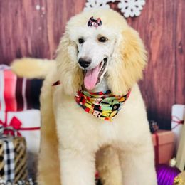 Aussiedoodles and Miniature Australian Shepherds from ETX Lazy D Aussies & Doodles