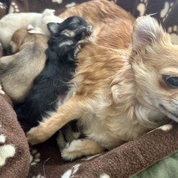 Chihuahua Puppies from Wild Mountain Chihuahuas
