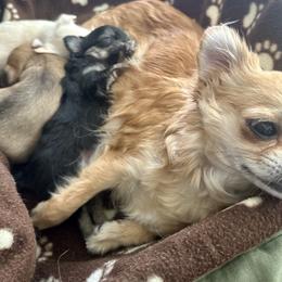 Chihuahua Puppies from Wild Mountain Chihuahuas