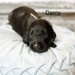 Darcy - Black male Goldendoodle puppy in Pasco, Washington from Camp Doodle Woods