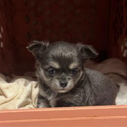 Boy 2 - Blue male Chihuahua puppy in Davenport, Florida from Clan Cordovathone