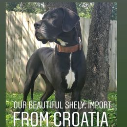Shelby - Great Dane