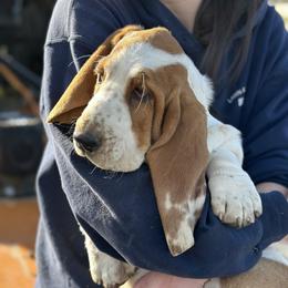Basset Hound Puppies from Hill Top Basset Hounds & Great Pyrenees