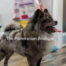 Opie - Pomeranian