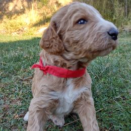 Poodle Puppies from All Poodle No Doodle
