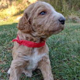 Poodle Puppies from All Poodle No Doodle