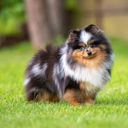Wasabi - Merle male Pomsky puppy in Fort Laudardale, Florida from Pomsky Florida