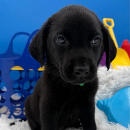 Green - Black male Labrador Retriever puppy in Heath Springs, South Carolina from Rich Hill Retrievers