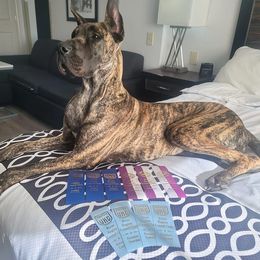 Dutches - Great Dane