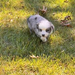 Merle - Blue merle male Australian Shepherd puppy in Hogansville, Georgia from Blue Creek Farm
