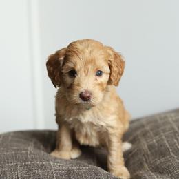 Light Blue - Caramel female Australian Labradoodle puppy in Williamstown, New York from Lewis Manor Labradoodles