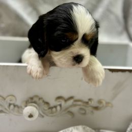 Cavalier King Charles Spaniel and Labrador Retriever Puppies from Happy Tails Kennel