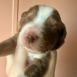 Apple - Red tri female Miniature Australian Shepherd puppy in Gatesville, Texas from Southern Promise Aussie’s