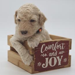 Clarice - Cream female Goldendoodle puppy in Westminster, South Carolina from Goldendoodlepuppiessc