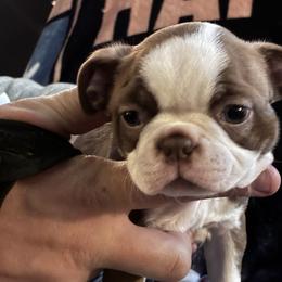 Boston Terrier puppies from Deb's Boston Terriers