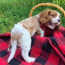 Cavalier King Charles Spaniel Puppies from Lily of the Valley Cavaliers