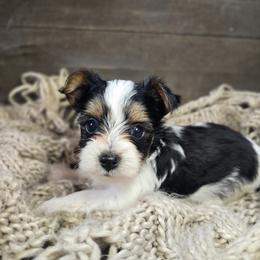 Indy - Parti male Yorkshire Terrier puppy in Mountain Grove, Missouri from Precious Puppies