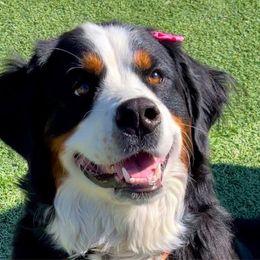 Poppy - Bernese Mountain Dog