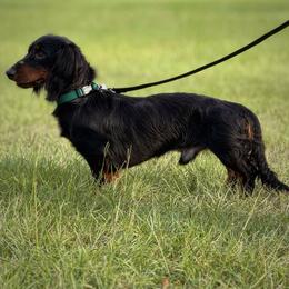 Bentley - Black and tan male Dachshund puppy in Lumber City, Georgia from Willow Run LLC