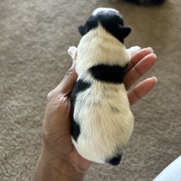 Boy 2 - Black and white male Shih Tzu puppy in Fayetteville, North Carolina from Sherrie’s Pups