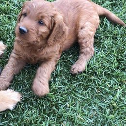 Goldendoodle Puppies from Triple HHH puppies
