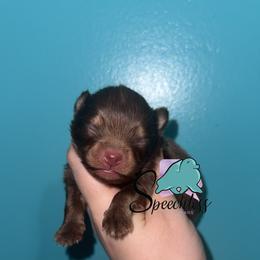 Bruno - Chocolate and tan male Pomeranian puppy in Perry County, Ohio from Speechless Pom’s